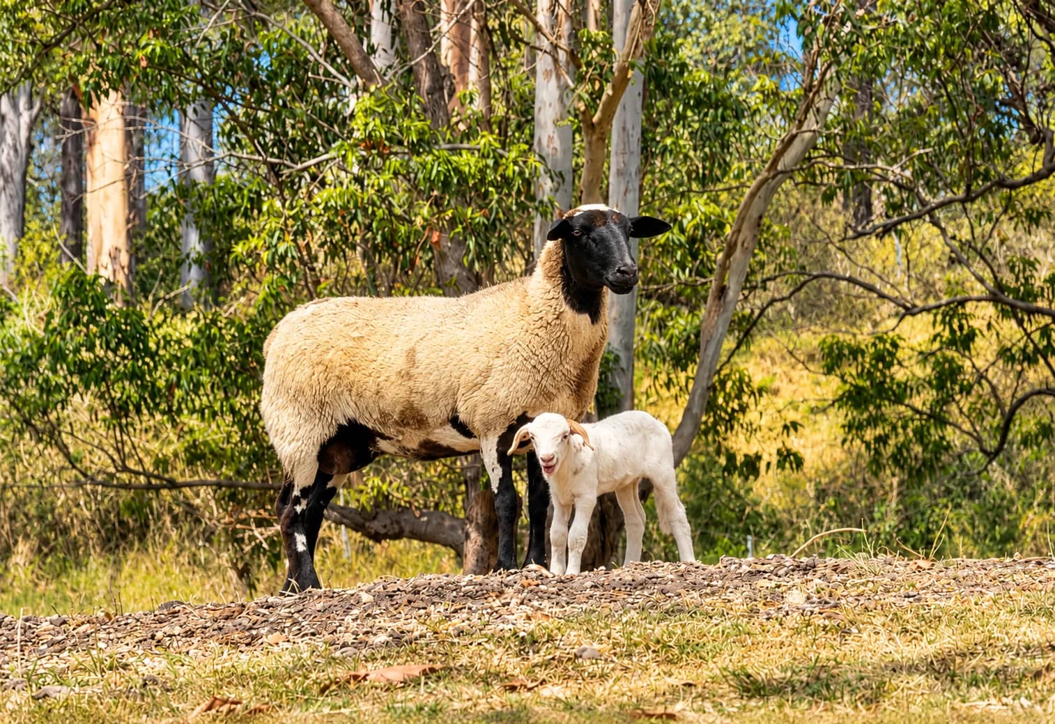 A ewe and her lamb among the gum trees
