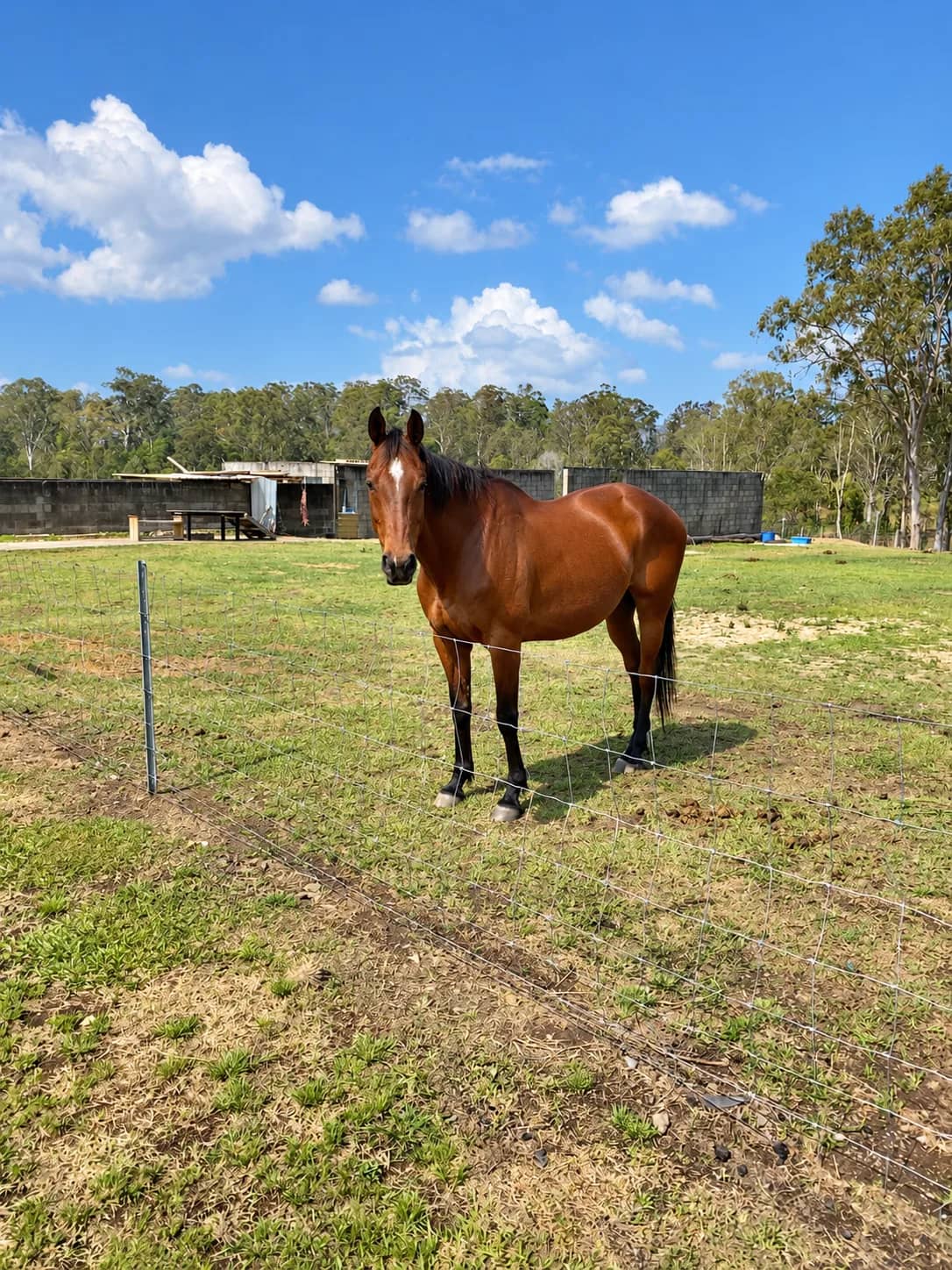 A horse standing in the paddock